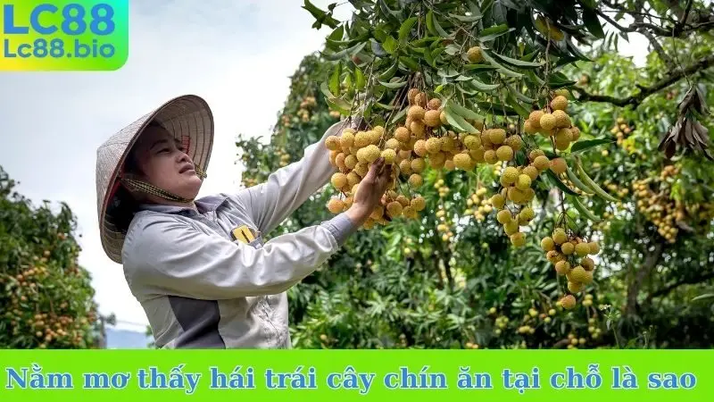 Nằm mơ thấy hái trái cây chín ăn tại chỗ là sao