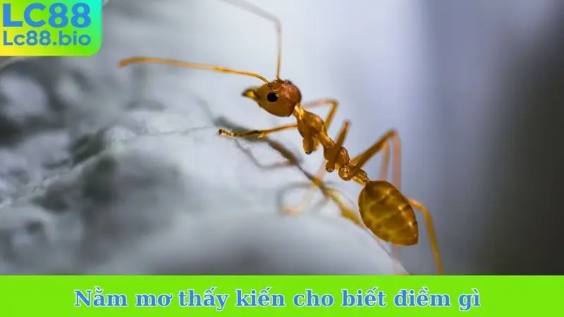 Nằm mơ thấy kiến cho biết điềm gì
