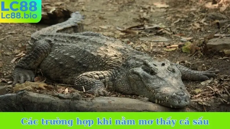 Các trường hợp khi nằm mơ thấy cá sấu