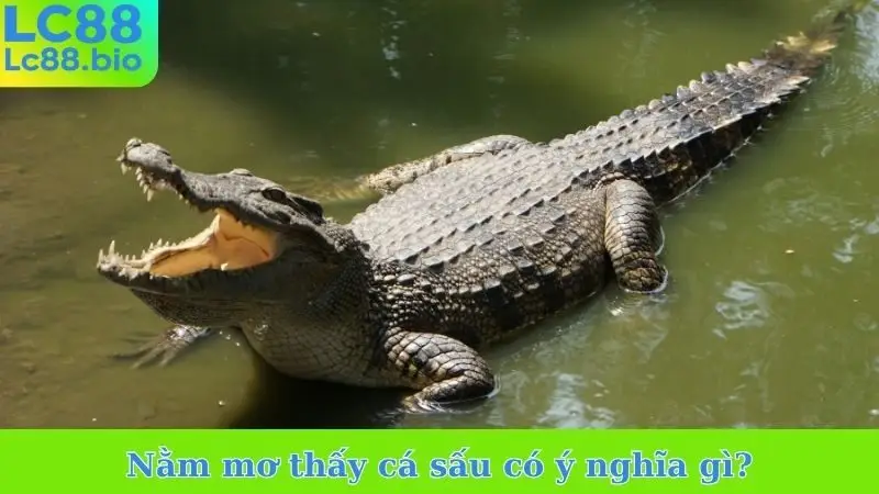 Nằm mơ thấy cá sấu có ý nghĩa gì?