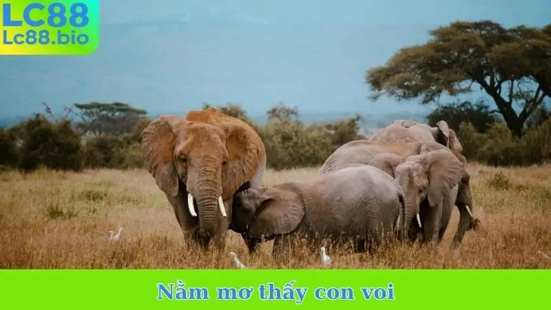 Nằm mơ thấy con voi